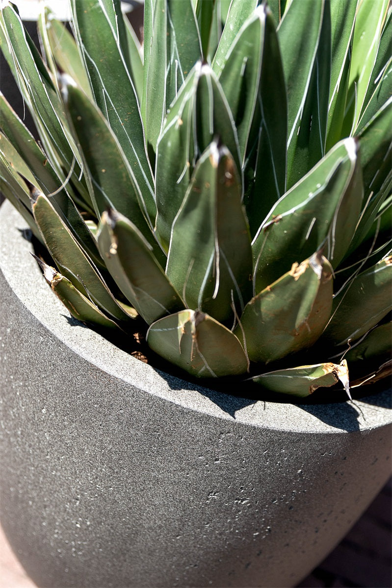 Grigio Egg Pot 50 Betong - Drømmemøbler